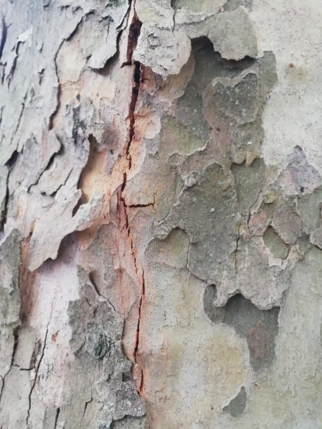 Le chancre coloré du platane : un enjeu sanitaire et réglementaire majeur