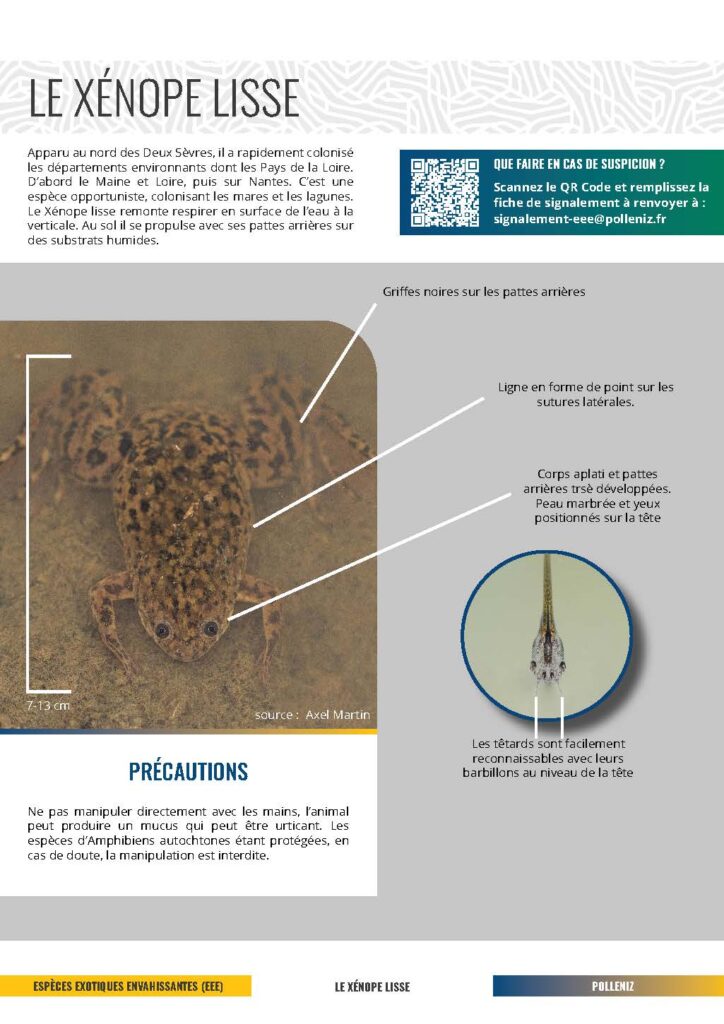 fiche descriptive de la Xénope Lisse EEE