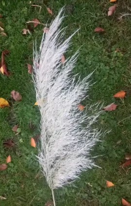 Plumeau d’herbe de la pampa (Cortaderia selloana) posé sur une pelouse, feuilles mortes éparses autour.