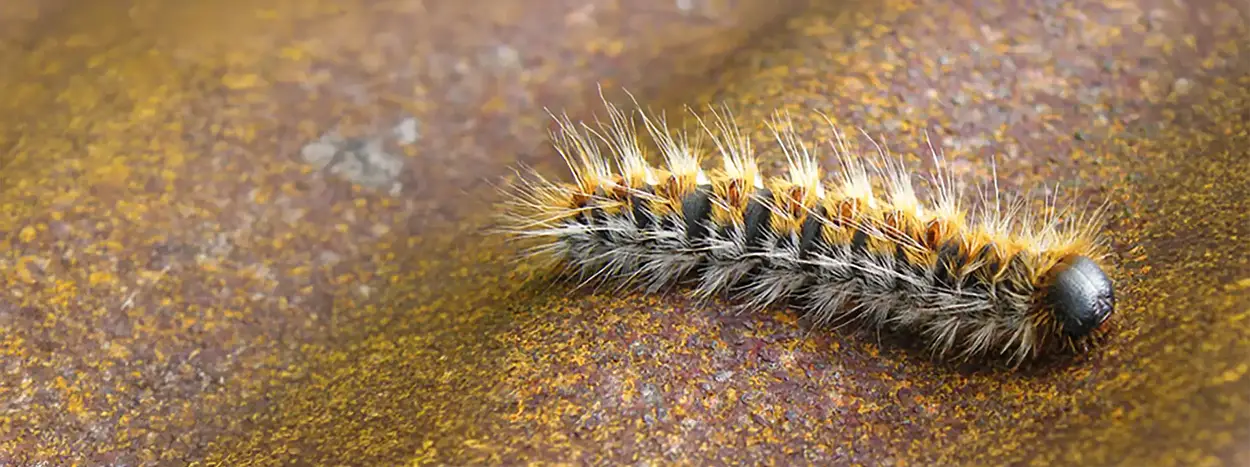 S&rsquo;inscrire à la lutte collective chenille processionnaire du pin en Pays de la Loire