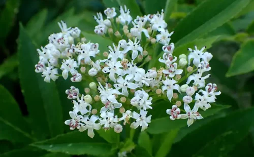 Sambucus ebulus par Krzysztof Ziarnek Photo de Sambucus Ebulus par Krzysztof Ziarnek