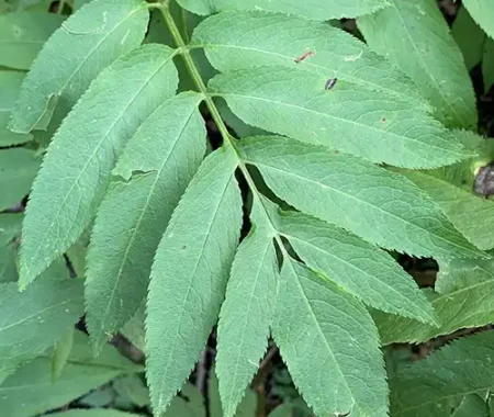 Feuille Sambucus ebulus par LePoncle Feuille en gros plan de Sambucus ebulus par LePOncle