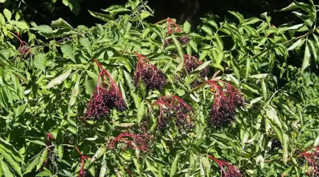 Baies de sambucus nigra par Agnieszka Kwiecień Baie noire de Sambucus Nigra par Agnieszka Kwiecień