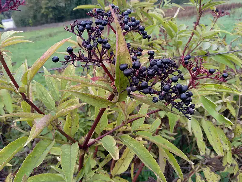 Reconnaître Sambucus Ebulus, le sureau hièble